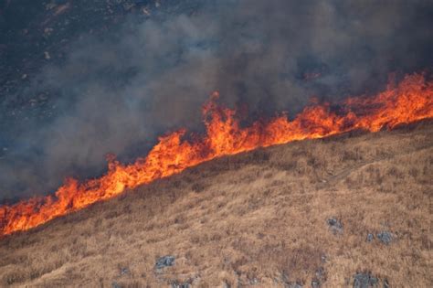 蛇山火事|森林火災の原因とは？なぜ起こるの？